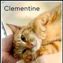 Thumbnail photo of Clementine (FCID# 03/07/2024 - 18) SN food #1