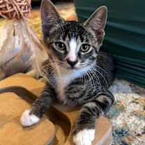 Thumbnail photo of Amiya #3