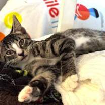 Thumbnail photo of Amiya #4