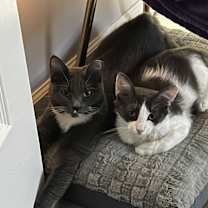 Thumbnail photo of Sully #4