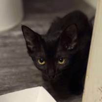 Thumbnail photo of Tulle #2