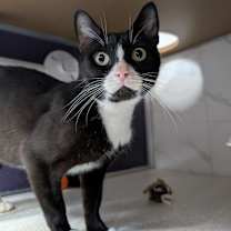 Thumbnail photo of Tiptoe #3