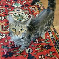 adopt-pet