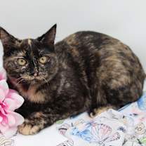 Thumbnail photo of Keira II #1