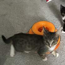 Thumbnail photo of Dominic #4