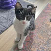 adopt-pet