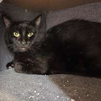 Thumbnail photo of Jinx #3