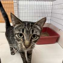 Thumbnail photo of Charlie Dickens (Vestal PetSmart) #3