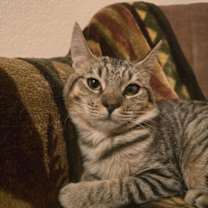 Thumbnail photo of Egg Roll #2