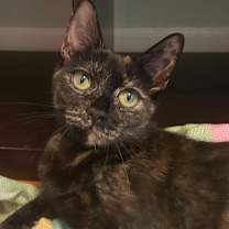 Thumbnail photo of Cherry #3