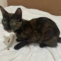 Thumbnail photo of Cherry #4