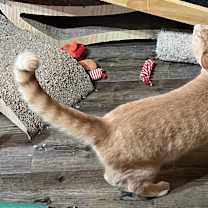 Thumbnail photo of Shyanne #3