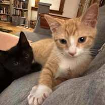Thumbnail photo of Odin and Opal bonded pair #4