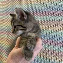 Thumbnail photo of Graham Litter 7 #3