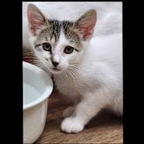 Thumbnail photo of Phoebe #1