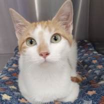 Thumbnail photo of Mochi #3