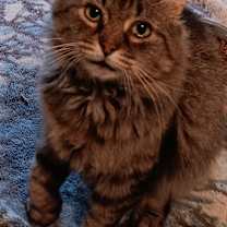 Thumbnail photo of Bearcat #1