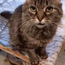 Thumbnail photo of Bearcat #2