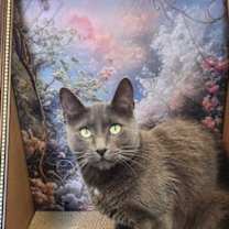 Thumbnail photo of Intrigue #2