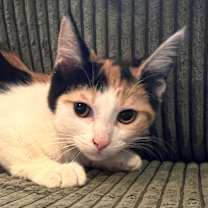 Thumbnail photo of Lou Lou #1