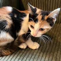 Thumbnail photo of Lou Lou #2