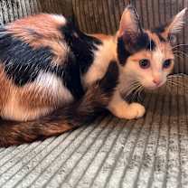 Thumbnail photo of Lou Lou #3