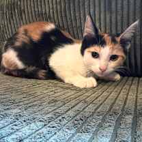 Thumbnail photo of Lou Lou #4