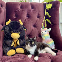 Thumbnail photo of Cola #3