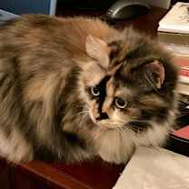 Thumbnail photo of January #1