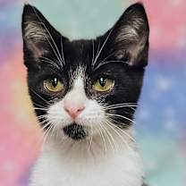 Thumbnail photo of Johnny - RC PetSmart #3