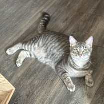 Thumbnail photo of Alice #queen-of-hearts #3