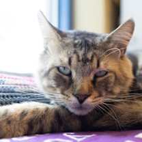 Thumbnail photo of Bernard #3