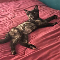 Thumbnail photo of Mocha #3