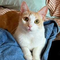 Thumbnail photo of Lola #1