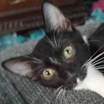 Thumbnail photo of Charles-Haden Savage #1