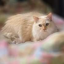 Thumbnail photo of Diamond #1