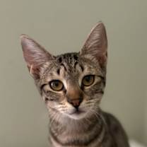 Thumbnail photo of Paulie #1