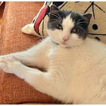 Thumbnail photo of Finn #2