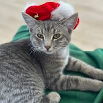 Thumbnail photo of Piglet #1