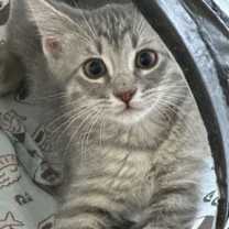 Thumbnail photo of Piglet #2