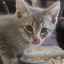 Thumbnail photo of Piglet #3