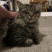 Thumbnail photo of Frankie #2