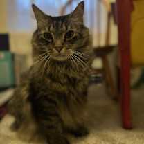 Thumbnail photo of Frankie #3