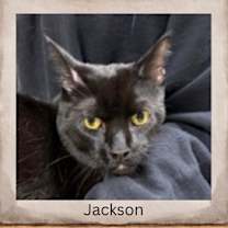 Thumbnail photo of Jackson (w/Gemma) #4