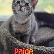 Thumbnail photo of Paige #1