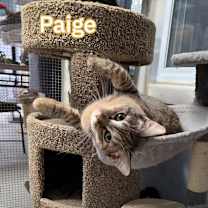 Thumbnail photo of Paige #2