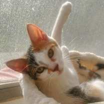 Thumbnail photo of DAISY #1