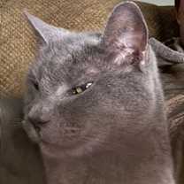 Thumbnail photo of Jules #1