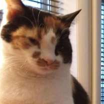 Thumbnail photo of Zoey #4