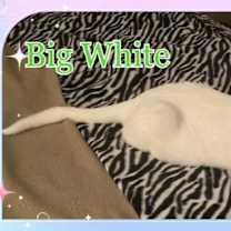Thumbnail photo of Big White #4